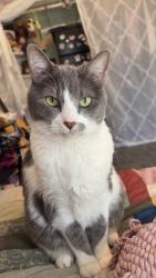 Lost Female Cat last seen La Ronda, Rancho Cucamonga, CA 91701