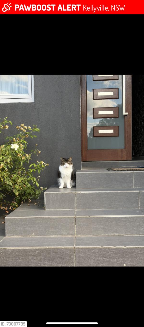 Lost Male Cat last seen Near arnold avenue reserve , Kellyville, NSW 2155