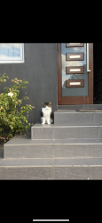 Lost Male Cat last seen Near arnold avenue reserve , Kellyville, NSW 2155