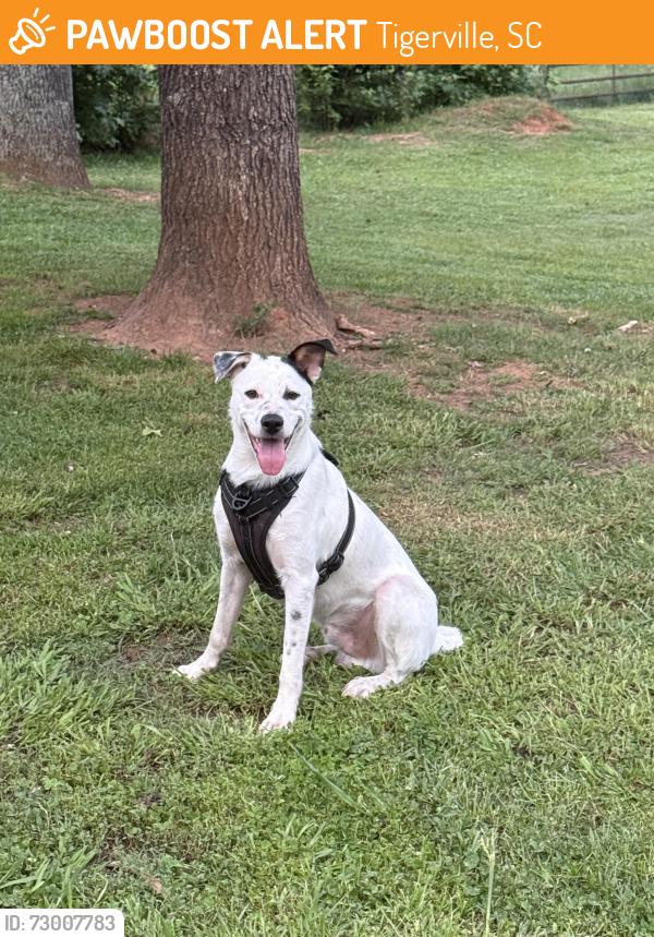 Found/Stray Male Dog last seen Near North Greenville University , Tigerville, SC 29690