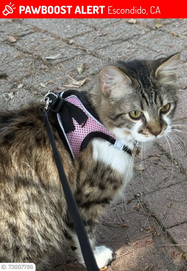 Lost Female Cat last seen Rockhoff Rd., nutmeg, athens, gem, sleepy hollow, Gary, , Escondido, CA 92026