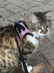 Lost Female Cat last seen Rockhoff Rd., nutmeg, athens, gem, sleepy hollow, Gary, , Escondido, CA 92026