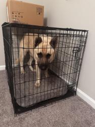 Found/Stray Male Dog last seen Double churches rd, Columbus, GA 31904
