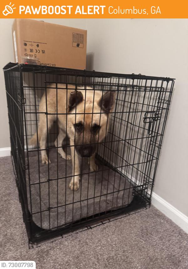 Found/Stray Male Dog last seen Double churches rd, Columbus, GA 31904