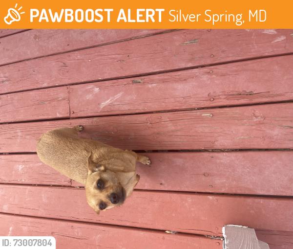 Found/Stray Male Cat last seen Wheaton Glenmomt radius road, Silver Spring, MD 20902