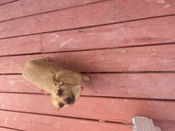 Found/Stray Male Cat last seen Wheaton Glenmomt radius road, Silver Spring, MD 20902