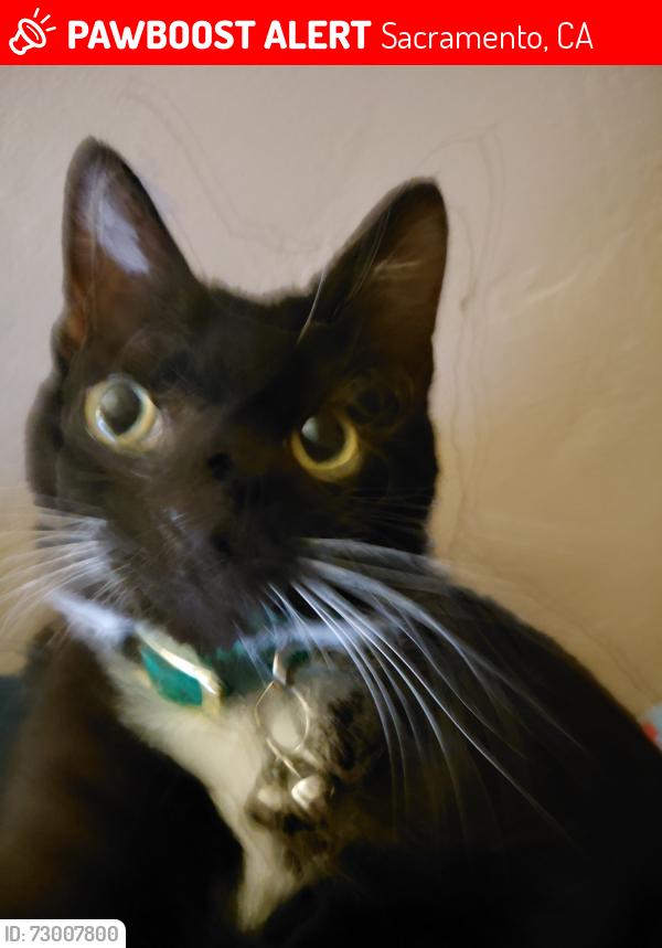 Lost Male Cat last seen Grand & Jasmine blvd, Sacramento, CA 95838
