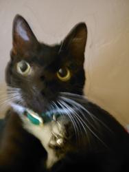 Lost Male Cat last seen Grand & Jasmine blvd, Sacramento, CA 95838