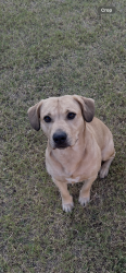 Reunited Male Dog last seen Near Valentine Court in Hunter’s Place Neighborhood, Burleson, TX 76028
