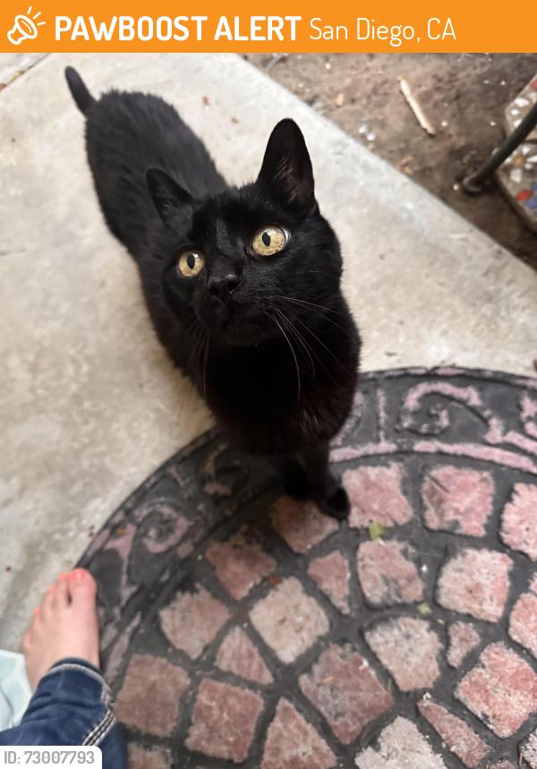 Found/Stray Unknown Cat last seen Near West Point Loma Blvd near carports, San Diego, CA 92107