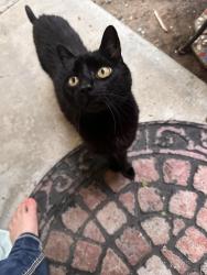 Found/Stray Unknown Cat last seen Near West Point Loma Blvd near carports, San Diego, CA 92107