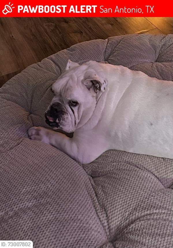 Lost Male Dog last seen Longing Trail & Sonny Rdge, San Antonio, TX 78244