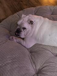 Lost Male Dog last seen Longing Trail & Sonny Rdge, San Antonio, TX 78244