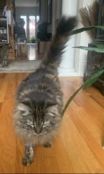Lost Female Cat last seen Olde Ivy Subdivision off S Atlanta Rd, Atlanta, GA 30339