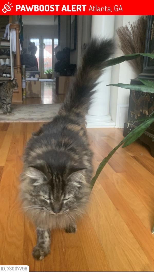 Lost Female Cat last seen Olde Ivy Subdivision off S Atlanta Rd, Atlanta, GA 30339