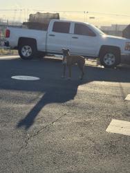 Found/Stray Unknown Dog last seen Seventh st path, Oakland, CA 94607