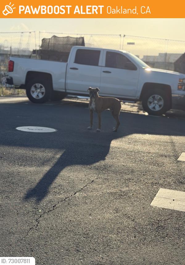 Found/Stray Unknown Dog last seen Seventh st path, Oakland, CA 94607