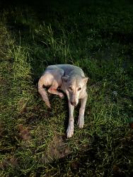 Found/Stray Female Dog last seen Swetwater, Houston, TX 77037