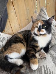 Lost Female Cat last seen Creston, Creston, MT 59901