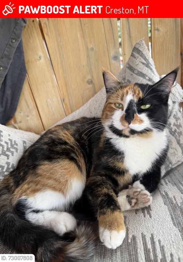 Lost Female Cat last seen Creston, Creston, MT 59901