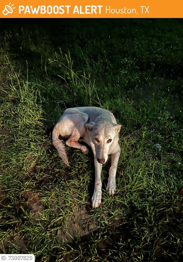 Found/Stray Female Dog last seen Swetwater, Houston, TX 77037