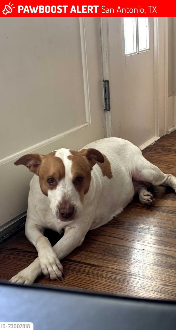 Lost Female Dog last seen Pershing Ave & Northview St, San Antonio, TX 78209