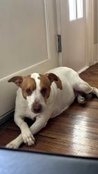Lost Female Dog last seen Pershing Ave & Northview St, San Antonio, TX 78209