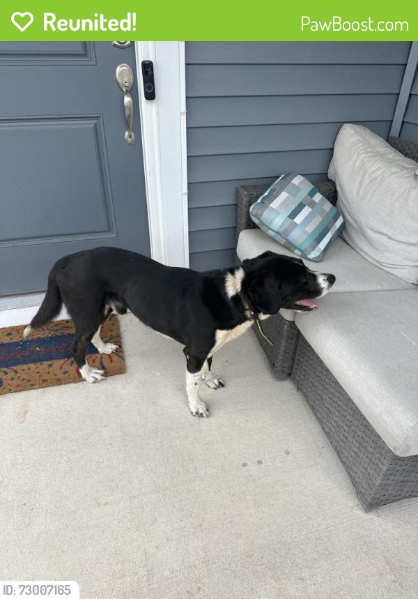 Reunited Male Dog last seen Morgan hills , Albemarle, NC 28001