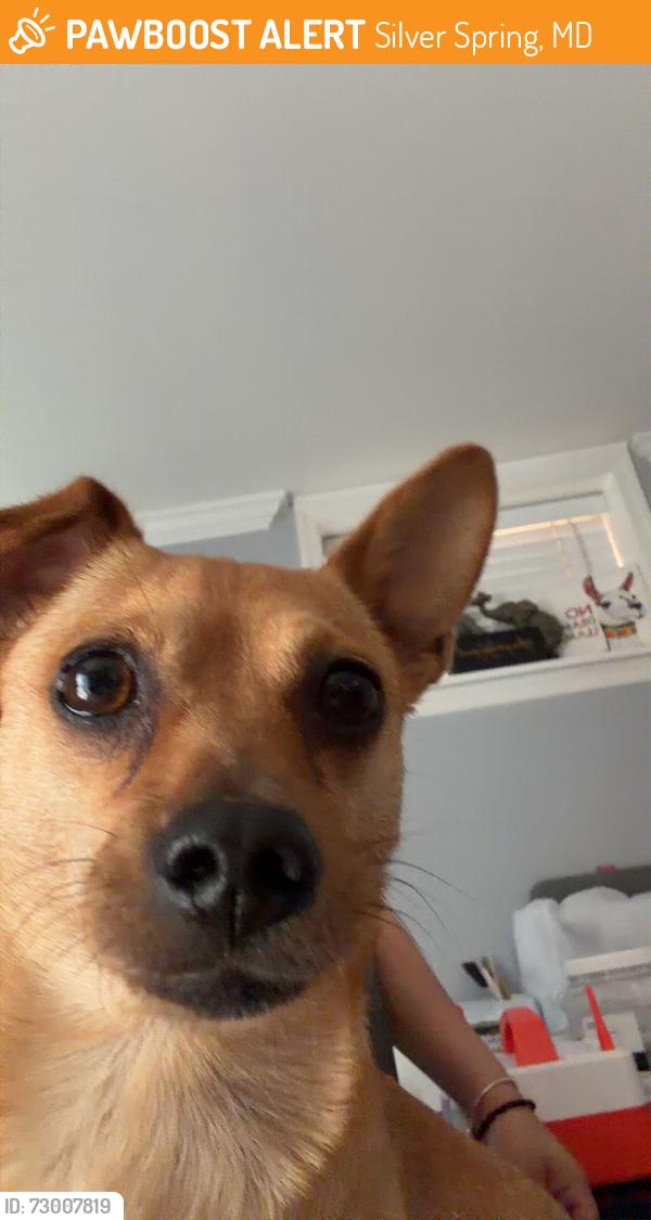 Found/Stray Male Dog last seen Wheaton Glenmont Neighborhood/ radius-Livingston rd, Silver Spring, MD 20902