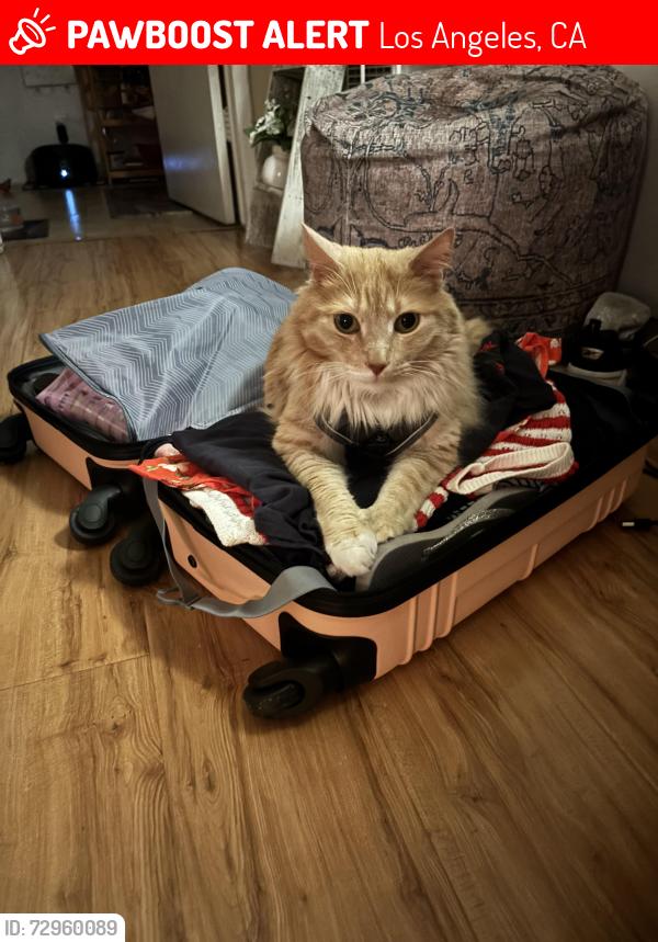 Lost Male Cat last seen Valerio and variel, Los Angeles, CA 91303