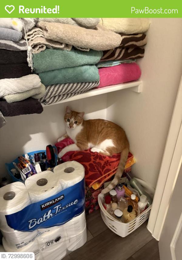 Reunited Male Cat last seen The neighborhood is by the Avondale chipotle , Fort Worth, TX 76179