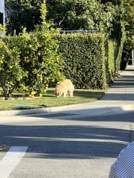 Found/Stray Unknown Dog last seen Sunnymount Ave and Spinosa Dr, Sunnyvale, CA 94087