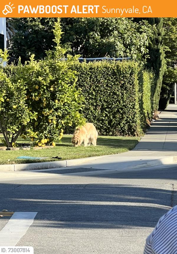 Found/Stray Unknown Dog last seen Sunnymount Ave and Spinosa Dr, Sunnyvale, CA 94087