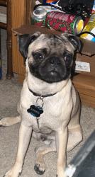 Lost Male Dog last seen Near Clear creek lane, Carrollton, TX 75007