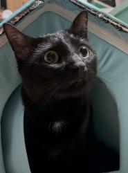 Found/Stray Male Cat last seen Berkshire Hills s, Reading, PA 19608
