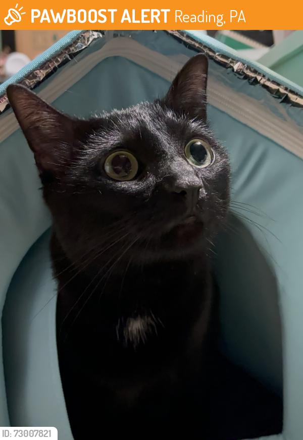 Found/Stray Male Cat last seen Berkshire Hills s, Reading, PA 19608