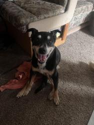 Found/Stray Female Dog last seen S sooner Rd E Simpson Rd. Headed toward the Dg on Seward , Oklahoma City, OK 73135