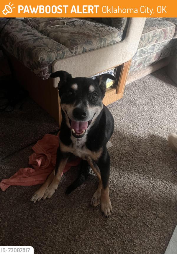 Found/Stray Female Dog last seen S sooner Rd E Simpson Rd. Headed toward the Dg on Seward , Oklahoma City, OK 73135