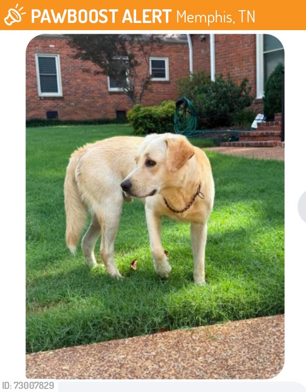 Found/Stray Male Dog last seen Walnut Grove @ Reese St., Memphis, TN 38111