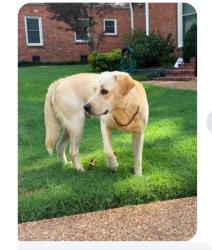 Found/Stray Male Dog last seen Walnut Grove @ Reese St., Memphis, TN 38111