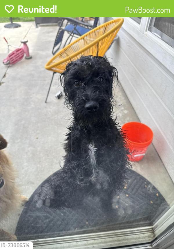 Reunited Female Dog last seen Near Railroad street, Nampa, ID 83687