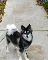 Lost Female Dog last seen Whitemarsh Rd , Ardmore, PA 19003
