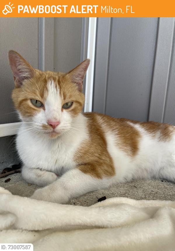 Found/Stray Unknown Cat last seen Dogwood Publix, Milton, FL 32570