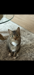 Lost Female Cat last seen Seacrest apmts building 10, San Clemente, CA 92672