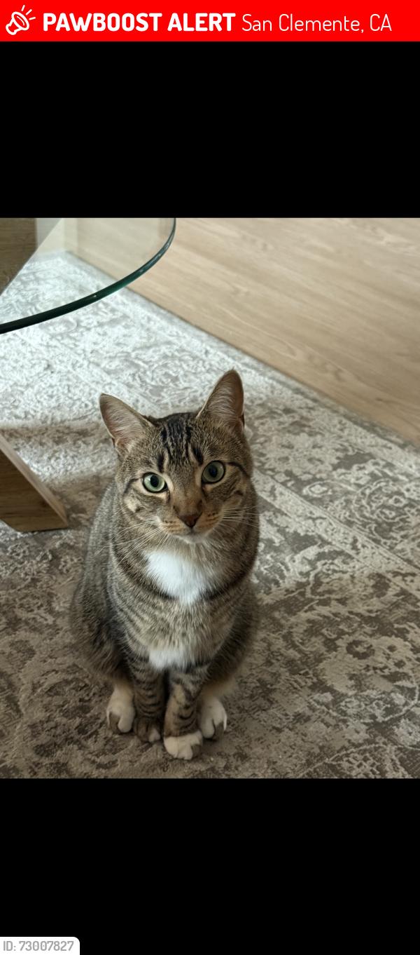 Lost Female Cat last seen Seacrest apmts building 10, San Clemente, CA 92672
