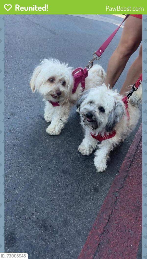 Reunited Male Dog last seen collegewood elementary school , Walnut, CA 91789