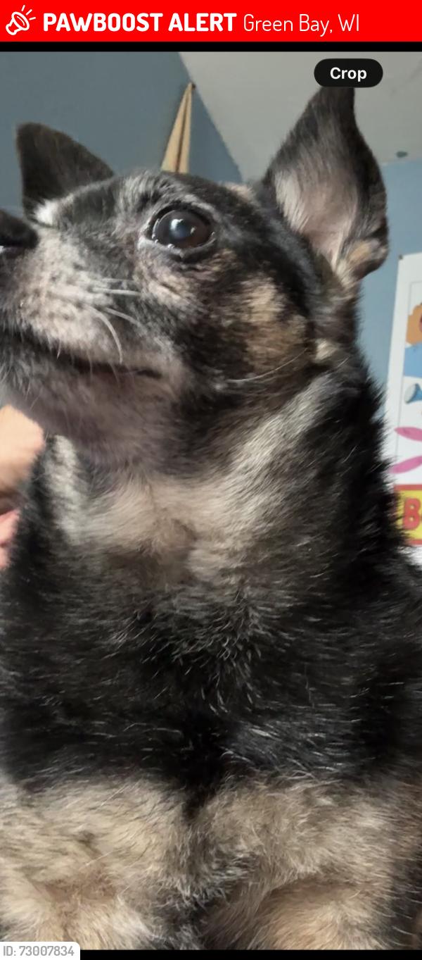 Lost Female Dog last seen Emilie and irwin, Green Bay, WI 54301