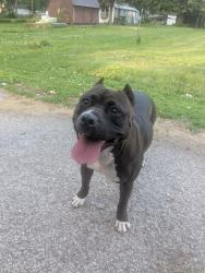 Found/Stray Unknown Dog last seen Sherman & Raymond Indianapolis, Indianapolis, IN 46203