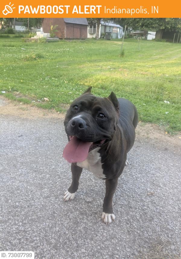 Found/Stray Unknown Dog last seen Sherman & Raymond Indianapolis, Indianapolis, IN 46203