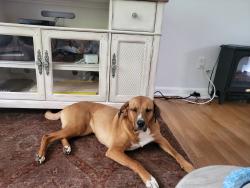 Lost Female Dog last seen Pittman Park area, walking trail nearby, Atlanta, GA 30349